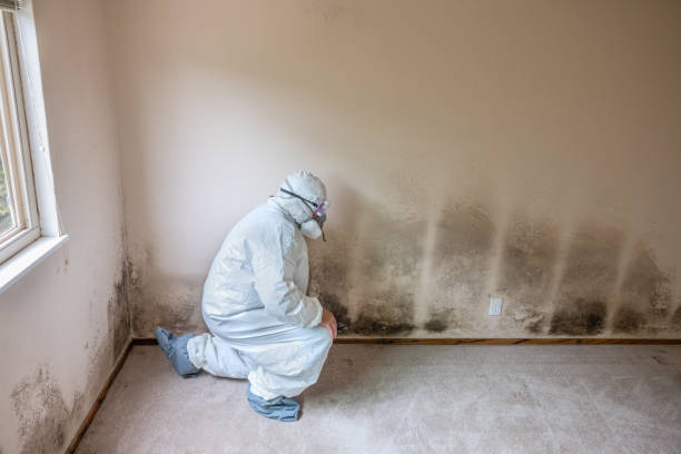 Best Post-Flood Mold Remediation in Rising Sun Lebanon, DE